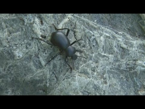 Video: Bagaimana Mengidentifikasi Bug