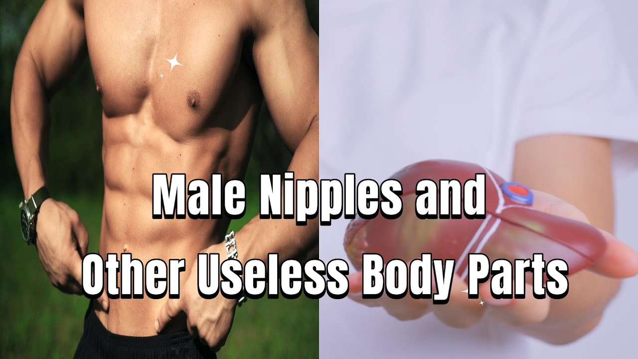 Male Nipples and Other Usless Body Parts - YouTube