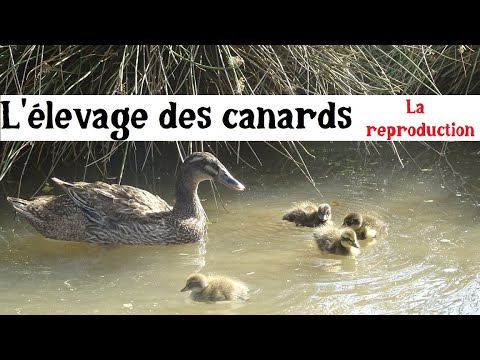 Vidéo: Comment faire la différence entre les canards mâles et femelles : 9 étapes