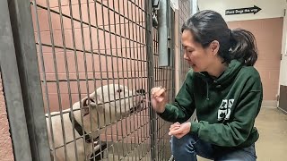 Animal shelters see sharp rise in pet surrenders as winter deepens