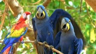 Birds || Beautiful Birds || Birds sounds || Birds Video || Stress Relief || Relaxing Videos