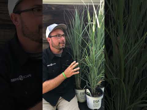 Video: Switchgrass ornamentale: consigli per piantare il panico verga nel tuo giardino