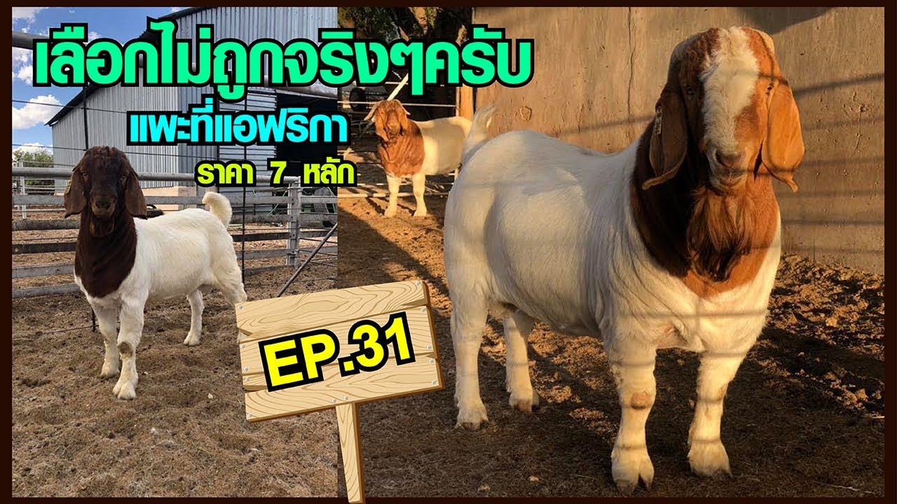 EP.31 : เลือกแพะไม่ถูกจริงๆครับ จะเอากลับทั้งทีต้องเลือกให้ดีตัวแพงสุด 7 หลัก By เจเคพนมแรนซ์