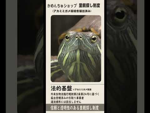 YouTubeショート動画サムネイル