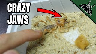 THE MYSTERY of THE CAMEL SPIDER!