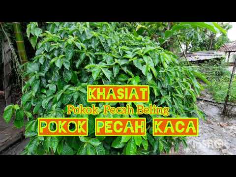 Video: Pokok Kaca