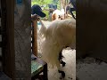 Doser tidak bisa di ngganggu langsung ke bapaknya #shortvideo #shortsviral #shorts #viral #lucu