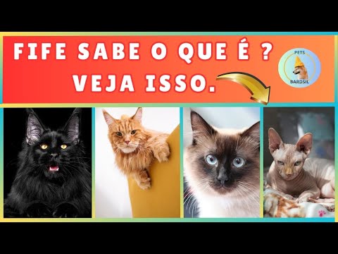 🚨CLASSIFICAÇÃO DAS RAÇAS DE GATO - FIFE