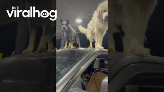 Gas Station Guard Dogs || Viralhog