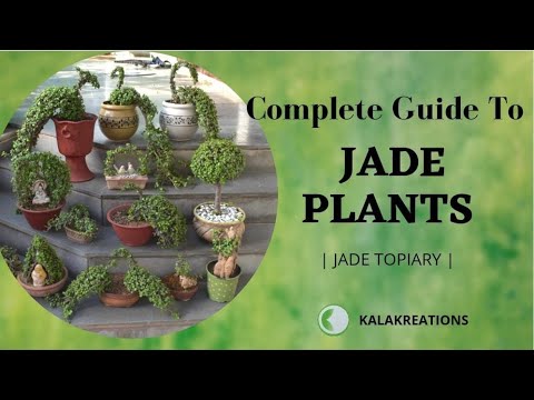 Complete Guide To Jade Plant | Jade Topiary | जेड प्लांट और टोपिआरी का कैसे रखें ध्यान |