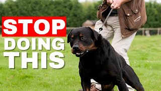 13 Things You MUST Stop Doing To Your Dog | Pet Insider by Pet Insider 736 views 7 months ago 4 minutes, 4 seconds