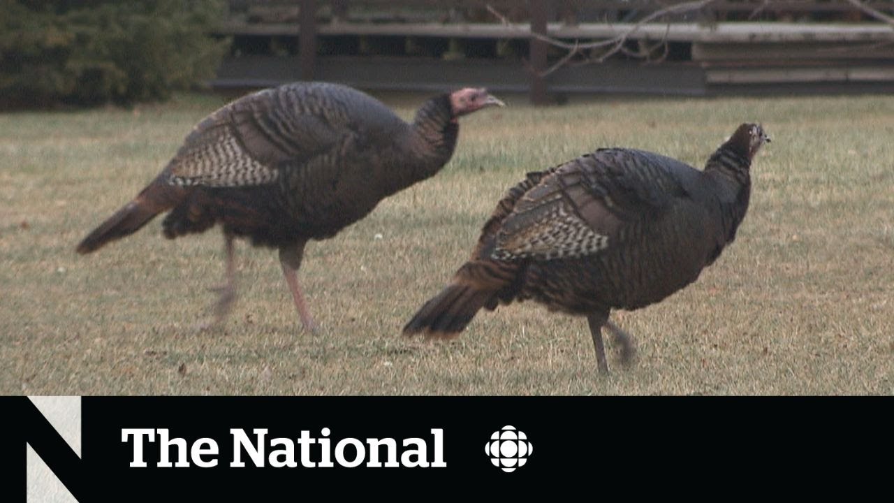Stubborn wild turkeys take over Montreal daycare’s yard YouTube