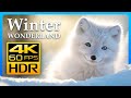 Animals of the Winter Wonderland: Nature&#39;s Beauty in 4K HDR 60fps