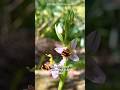 This Flower Fools Bees Into Mating – Nature's Smartest Trick? #naturefacts #orchid #shorts