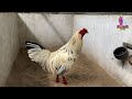 How to Train Your Rooster for Better Agility