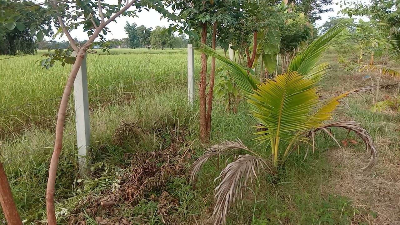 พยูงใครว่าโตช้าไม้ป่าเศรษฐกิจ2ปีครึ่งโตไวมาก