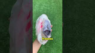 Why freeze shoes?