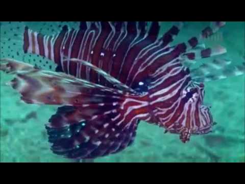 النهام سالم العلان واحمد بوطبنية