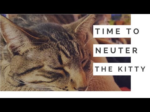 Kitten Grooming Cat Today Is A Good Day Youtube