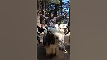 Thumbnail of Balangir ra Machha #viralvideo #shortvideo #balangir