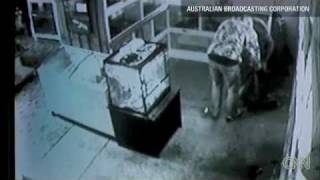 Celebrity Australia:Python stolen. Profile