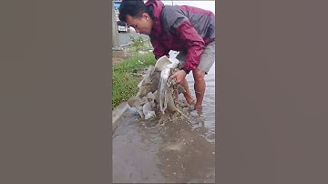 Remove Garbage Clogged Culvert Drain Rain Flooding #shorts #cleaning #plastic #unclog #real