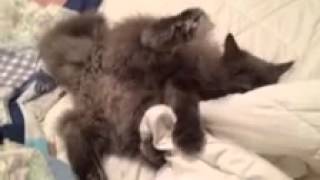 Charlie The Cat Punishment