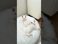 Blue Eyes vs Odd Eyes 😻 Two White Maine Coon Brothers Showing Pure Beauty