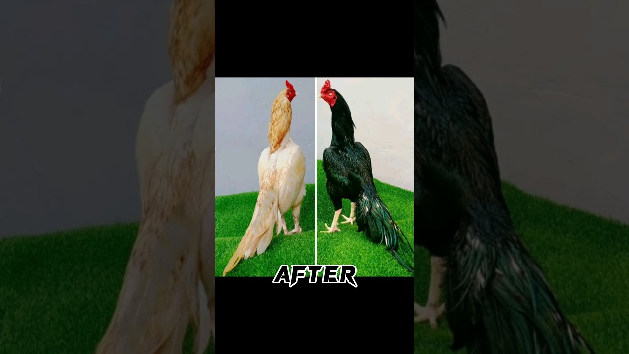 Aseel Murga Before And After  Tiktok Video   before  aseel  shortvideo