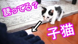 子猫が可愛いKitten【子猫物語＃１１】