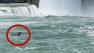 The poor deer fell down the Niagara Falls 😔