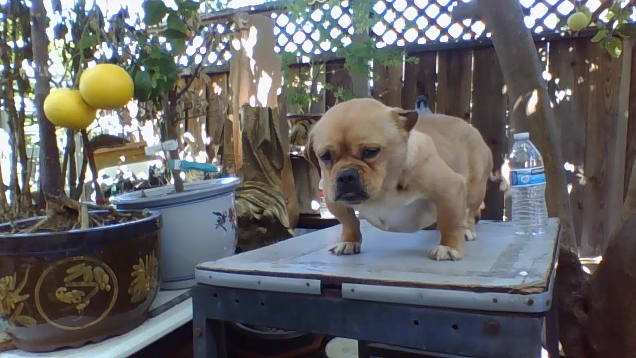 Huynhs Kennels & HK BullyCamp Picture Presents (Huynh Caira )Breed HK Miniature Bully