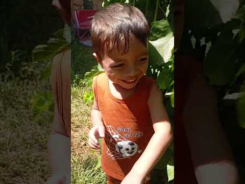 حمودي تخبى بين الشجر وين ضاع