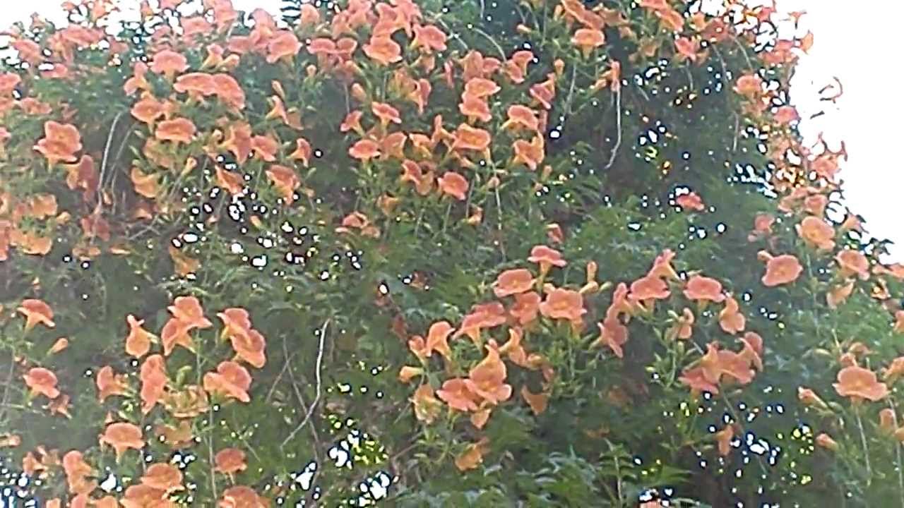 愛染かつらの花 愛染堂勝鬘院 Youtube