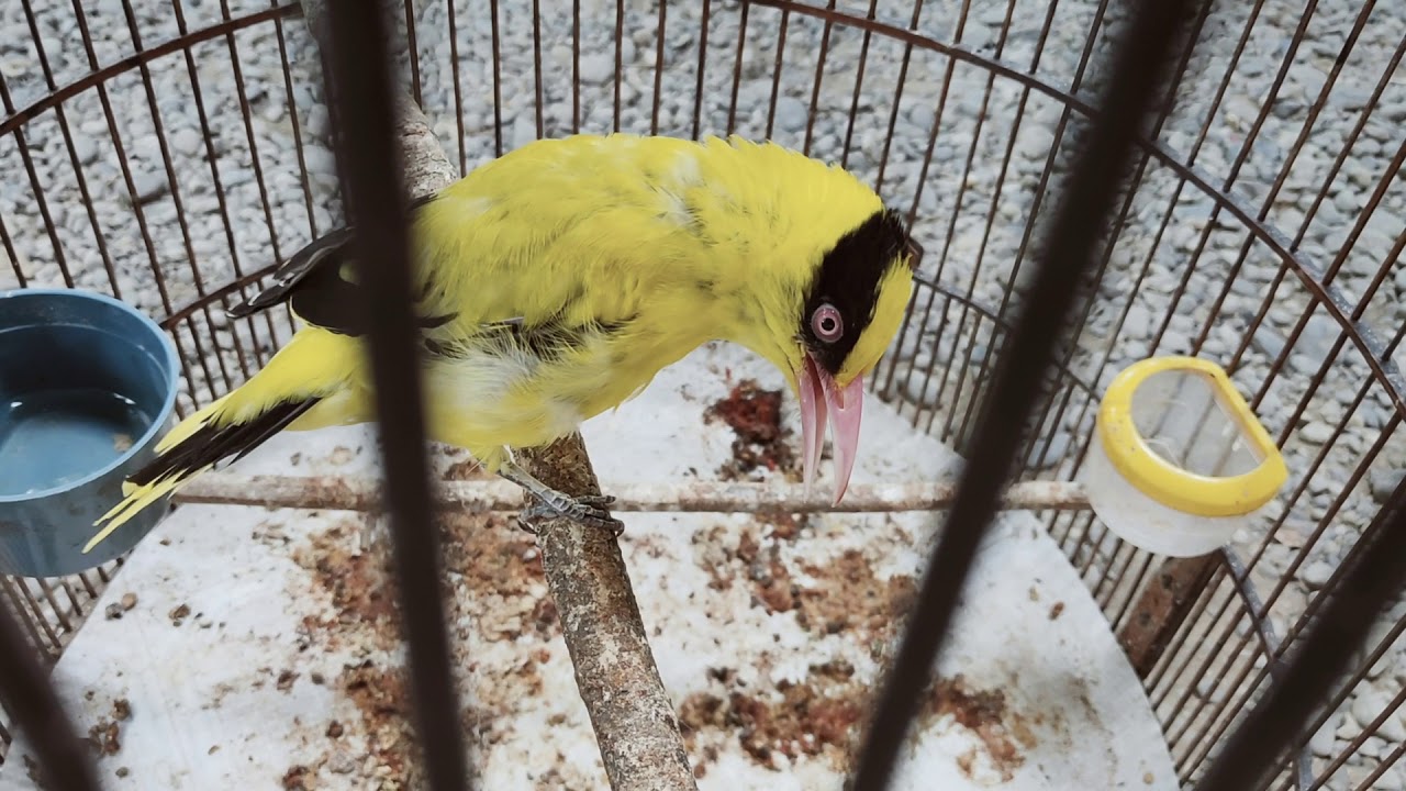KEPODANG MAKAN ENAK ..!!! | Suara Burung Langka 