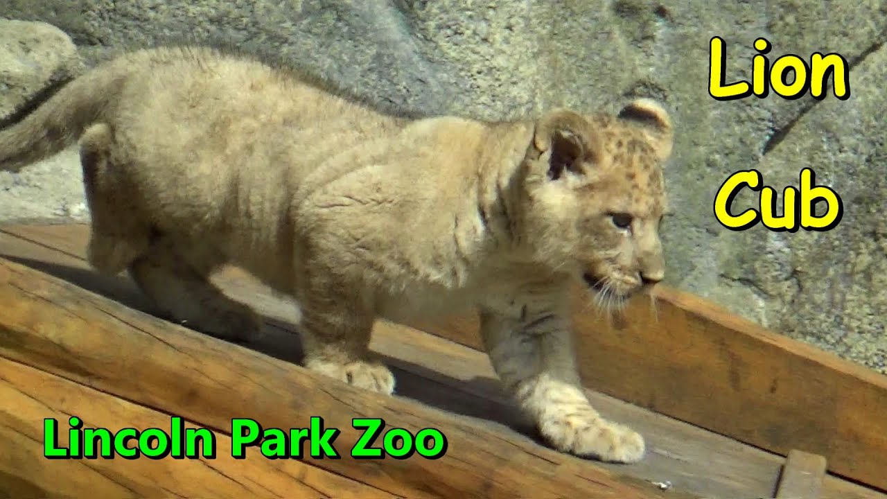 African Lion Cub “Pilipili” at Lincoln Park Zoo 🦁 Public Debut May 28 ...