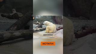 Эта утка явно ничего не боится! 😱 В Московском зоопарке в вольер к белому медведю заселилась гостья