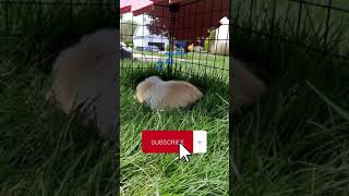 Guinea Pig Pokemon Card Opening #4!!