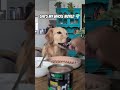 She S NOT Just A Dog Dog Dogs Doglife Doglove Cutedog Dogshorts Goldenretriever Love Fyp She S NOT Just A Dog Dog Dogs Doglife Doglove Cutedog Dogshorts Goldenretriever Love Fyp