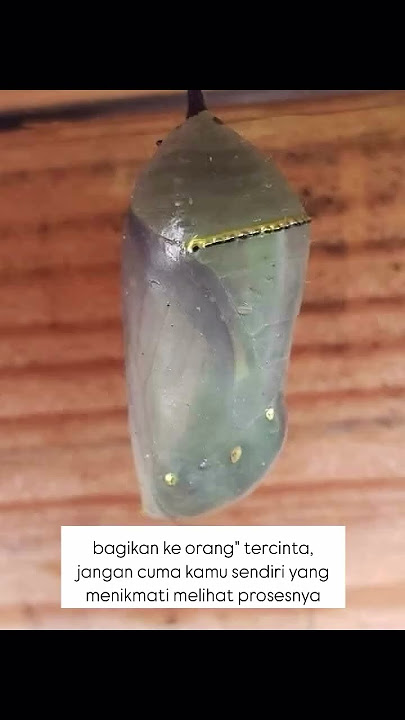 Satisfying banget ya     #berproses #mekar #kupukupu #butterfly #cinta #trending