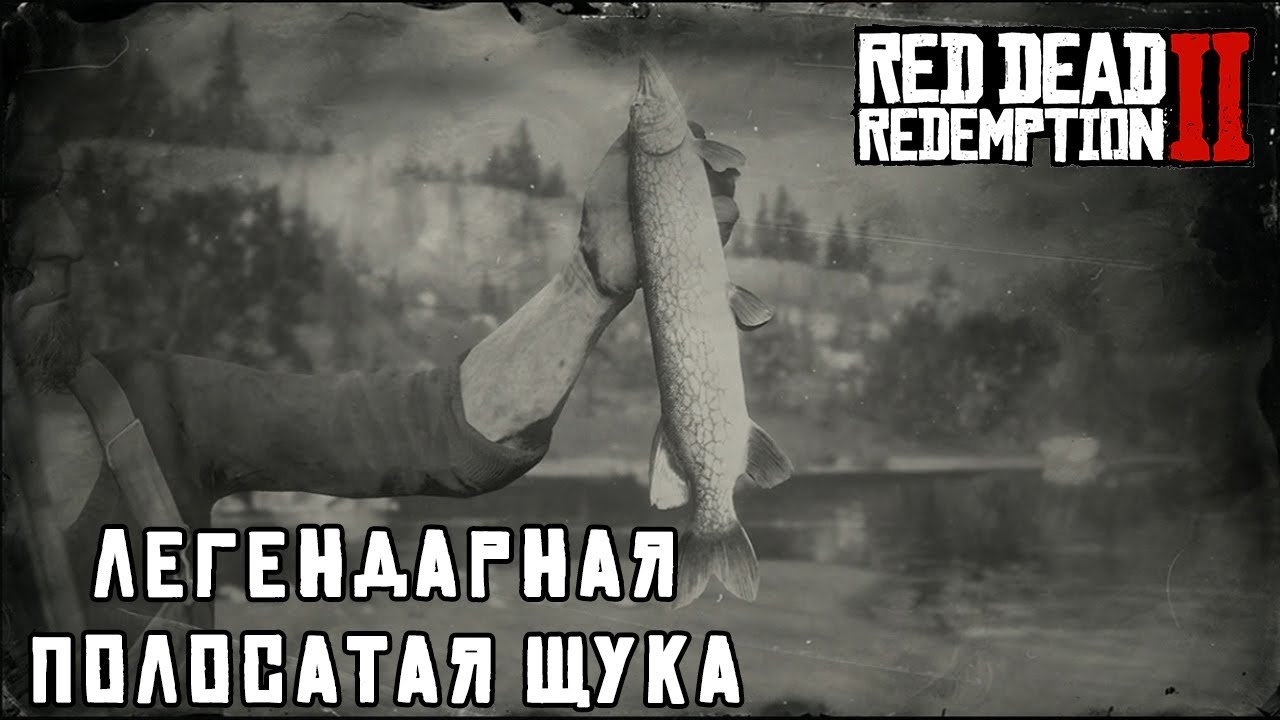 Легендарная щука. Щука-маскинонг rdr2. Легендарная щука-маскинонг РДР 2. РДР 2 полосатая щука.