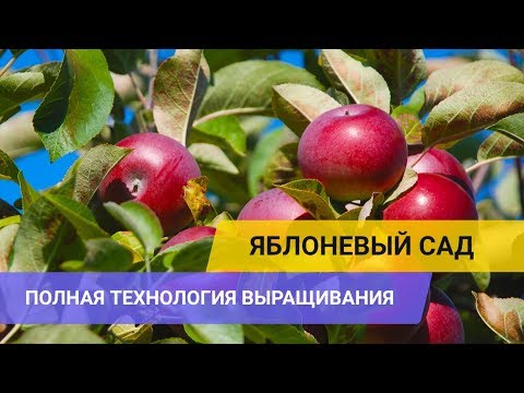 ЯБЛОНЕВЫЙ САД: полная технология выращивания (обрезка, уход, подкормки, сбор и другие операции)