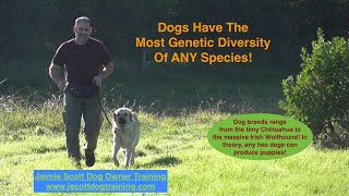 Dogs And Genetic Diversity!