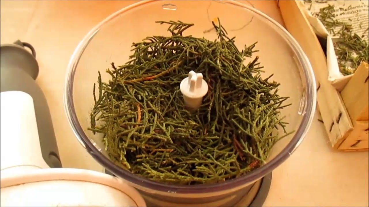 IMPARIAMO A FARE L'ERBA PER I NOSTRI PRESEPE YouTube