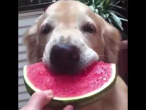 面白い動画 かわいい犬 猫のおドジな瞬間 Youtube