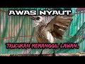 Suara Pancingan Dan Masteran Trucukan Terkini Variasi Suara Memanggil Dan Ropel Pendek Joss Mp3 - Mp4 Download