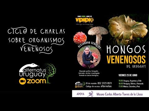 Video: Envenenamiento Por Hongos En Perros »Wiki Ùtil Hongos Venenosos Para Perros