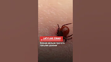 Клеща нельзя трогать голыми руками