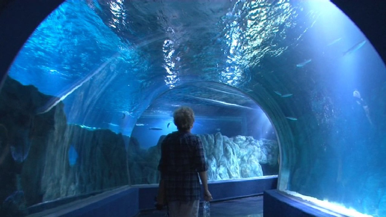 NEW JERUSALEM AQUARIUM YouTube