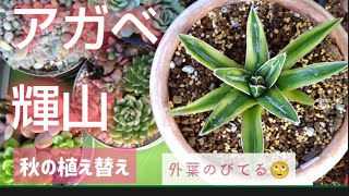 No29 多肉植物【植え替え】アガベ/笹の雪/輝山